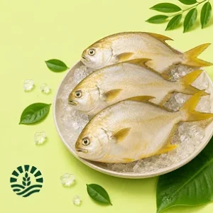 Golden Pomfret (Rupchanda)
