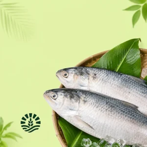 Hilsha (Ilish) Padma