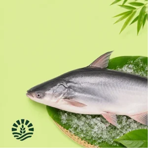 Pangus (Pangasius)