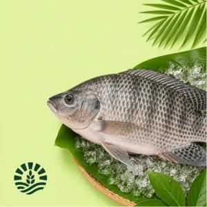 Tilapia